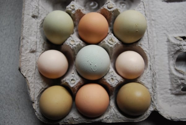 9 Colorful eggs in a carton. 