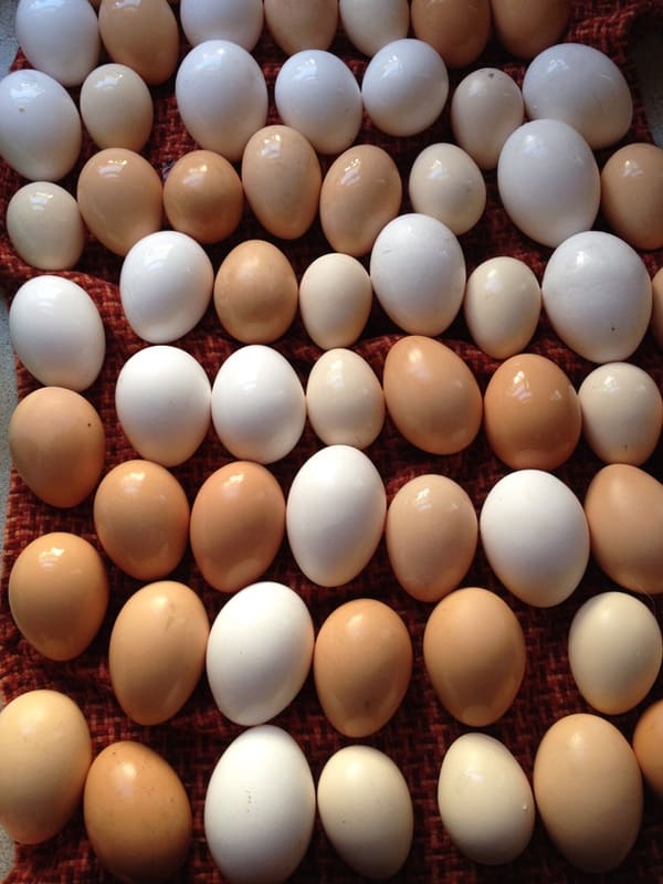 6 ways to preserve chicken eggs