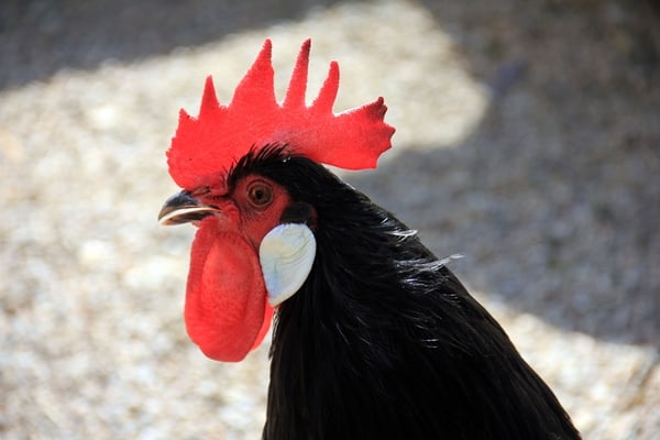 A black rooster with a big comb and wattles. 