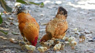 Confused about how to feed chicks? There's so many options, it's no wonder! Find out everything you need here.