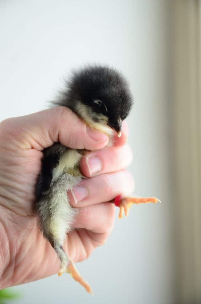 There's no doubt about it, baby chicks are adorable and fun. However, they come with a lot of responsibility for their health and well being, and it's good to be prepared about chick illness and injury before it happens!