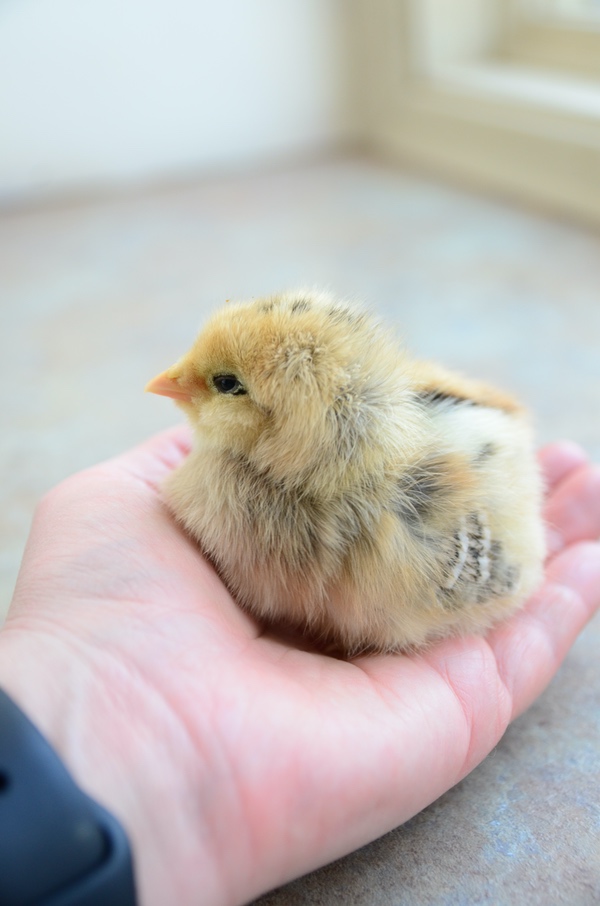 A yellow chick sitting in a hand