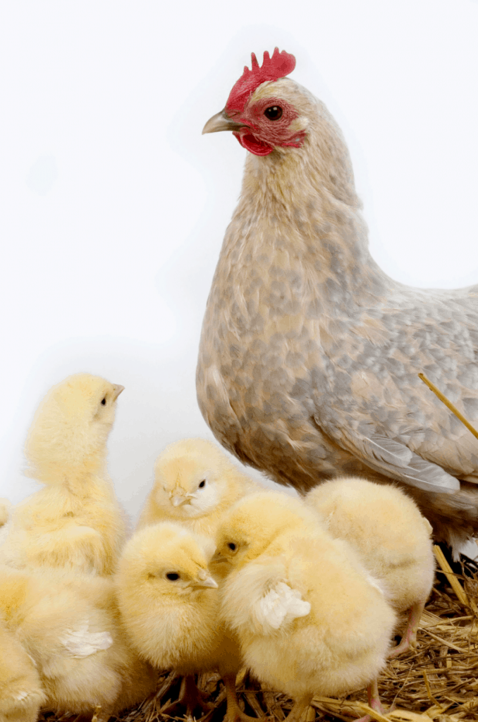 A hen with yellow chicks. 