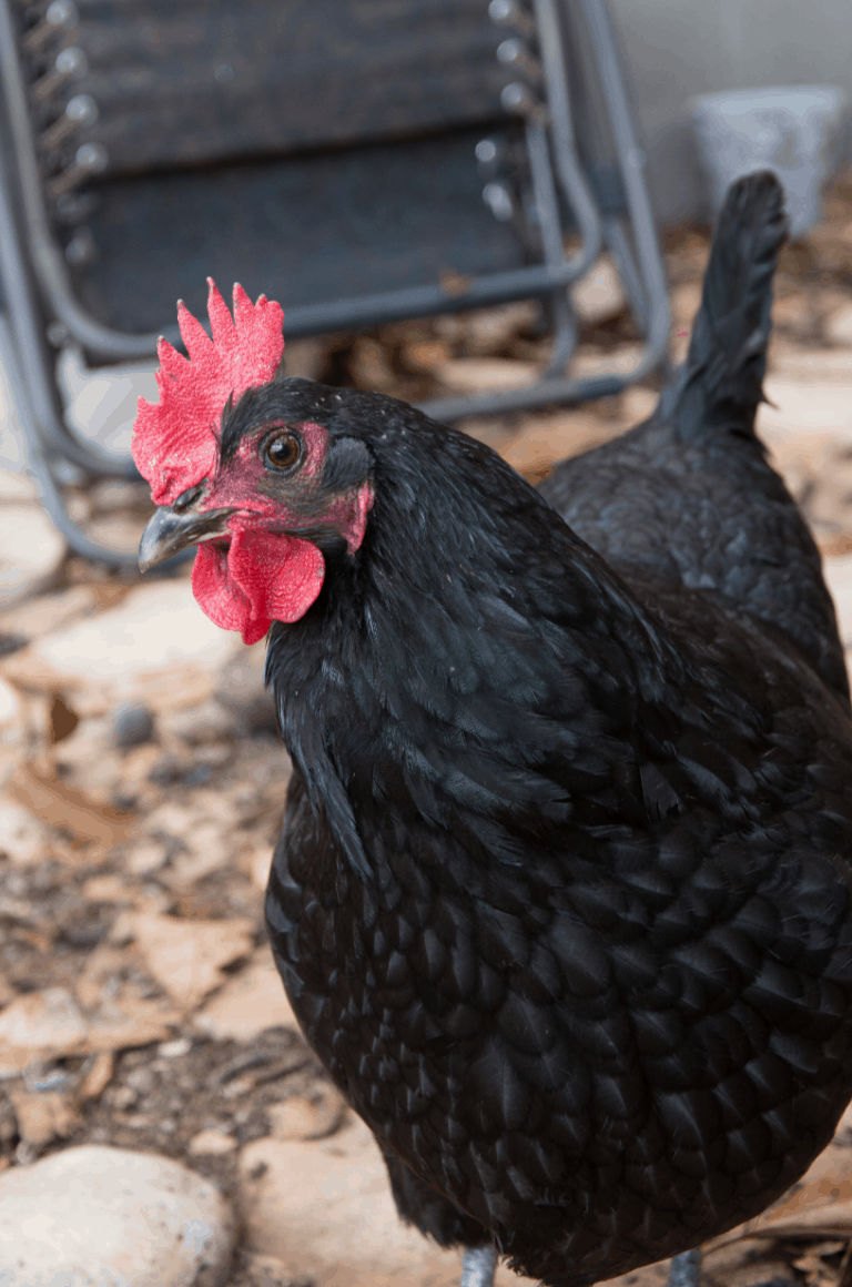 Top Ten Heat Tolerant Chicken Breeds Backyard Chicken Project