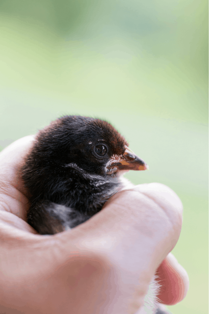 a baby chick in someone's hand