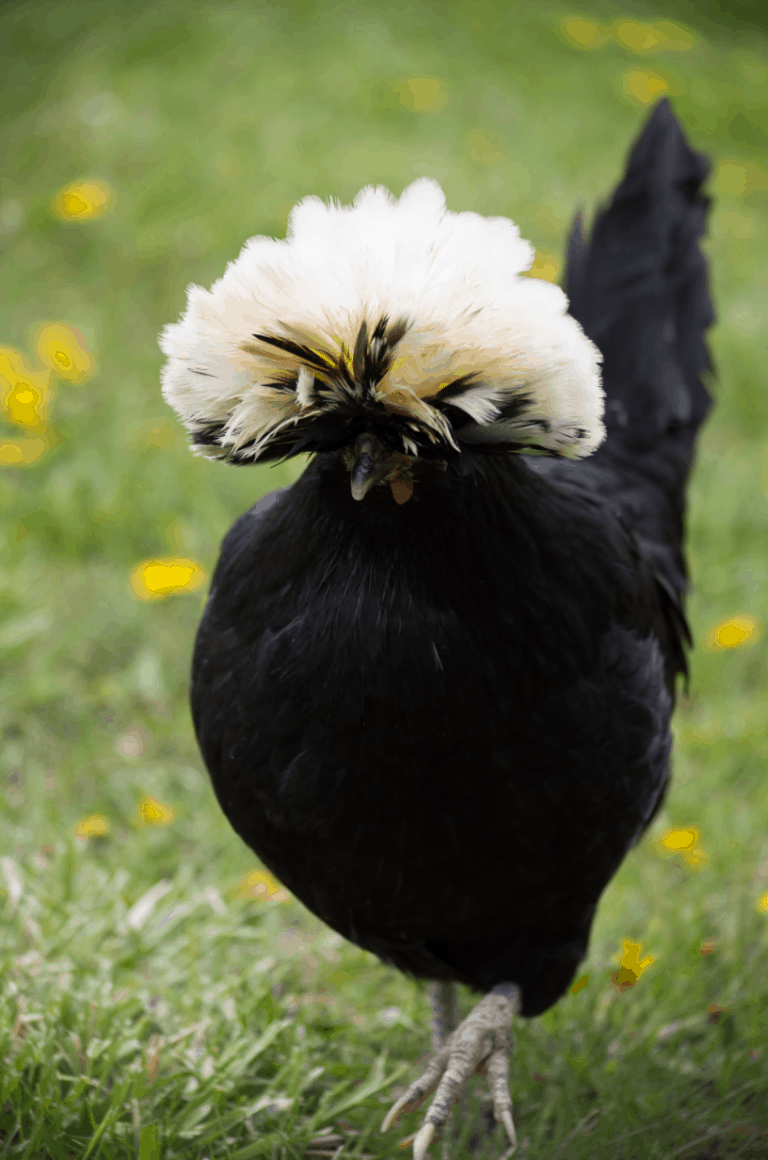 10 Fancy Chickens for your Backyard Flock