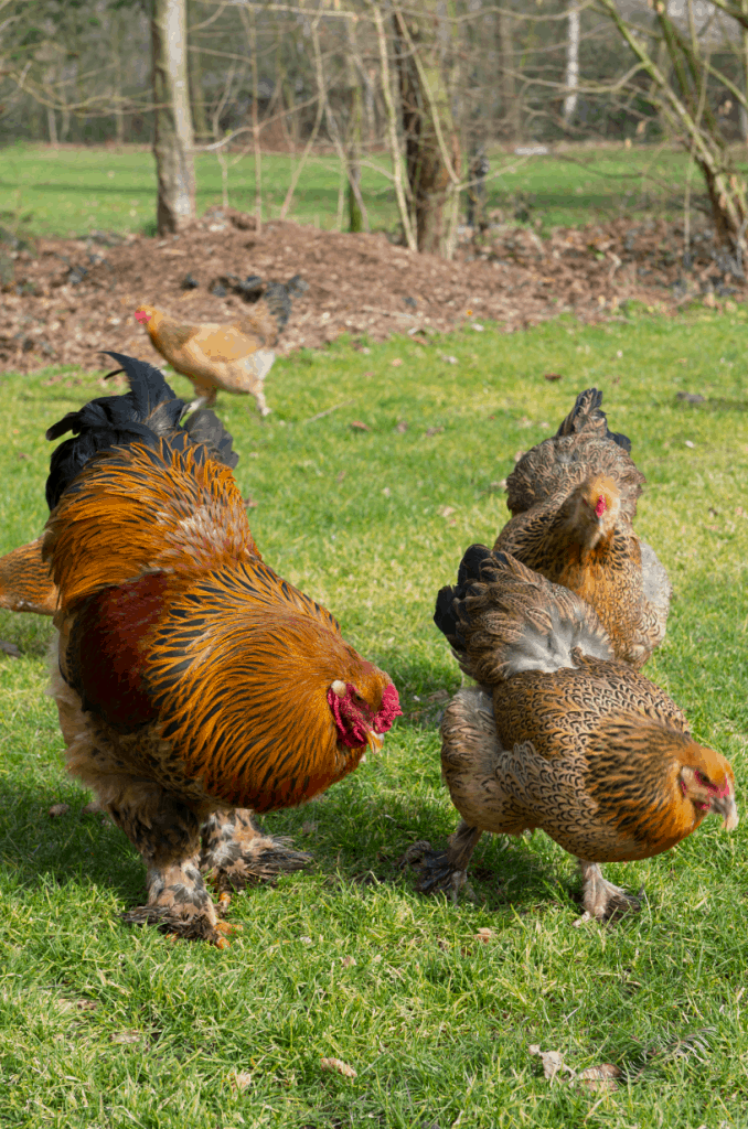 One of the toughest choices you'll make as a chicken keeper is what breeds to add to your flock. The most important factor? Whether they're well suited to your climate! Find out our favorite heat tolerant chicken breeds on this list!