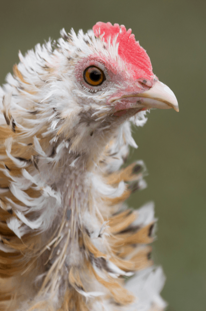 A frizzle chicken up close. 