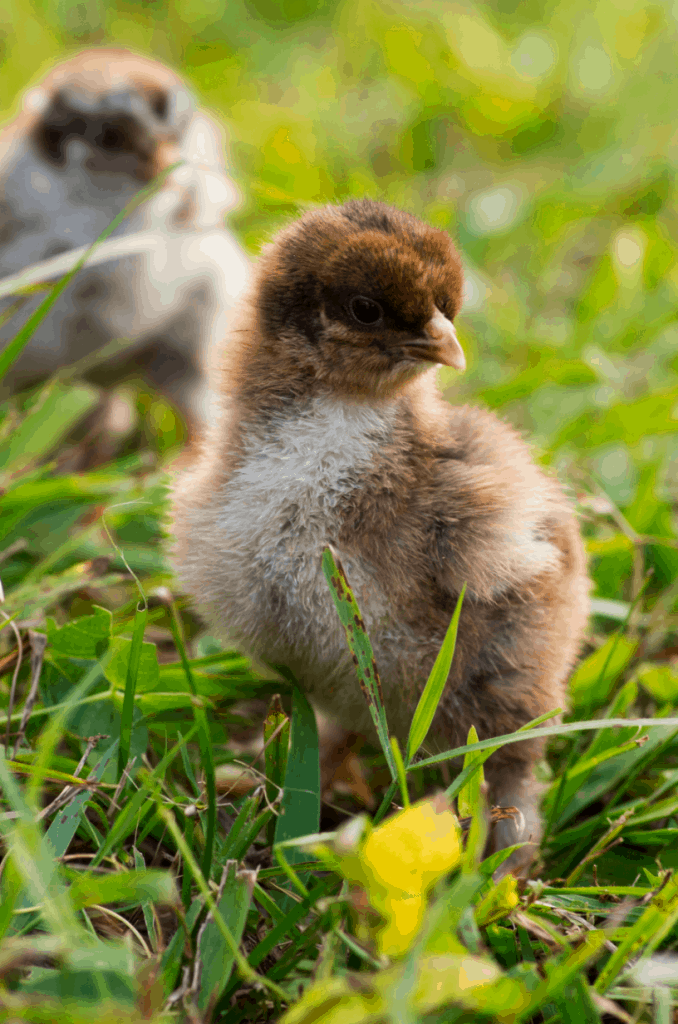 Two baby chicks in the grass