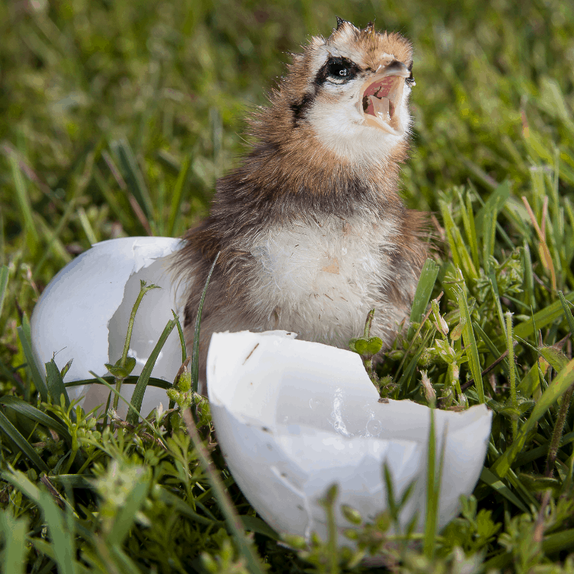 There's no doubt about it, baby chicks are adorable and fun. However, they come with a lot of responsibility for their health and well being, and it's good to be prepared about chick illness and injury before it happens!
