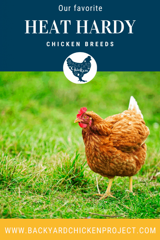 One of the toughest choices you'll make as a chicken keeper is what breeds to add to your flock. The most important factor? Whether they're well suited to your climate! Find out our favorite heat tolerant chicken breeds on this list!