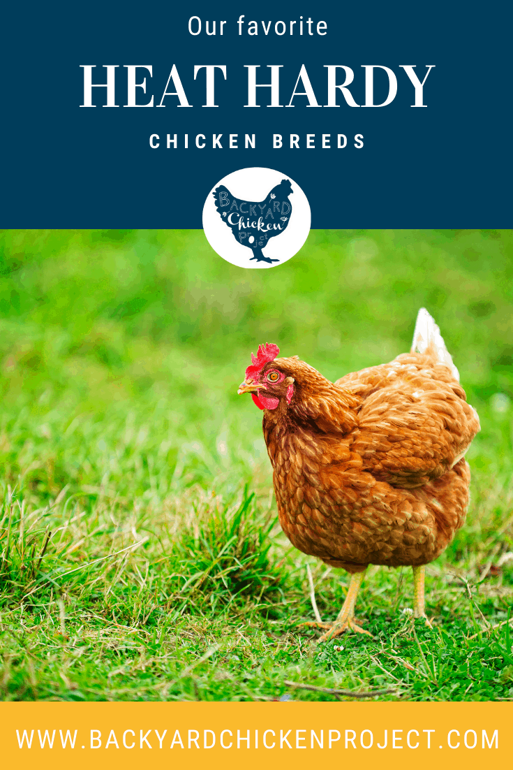 Top Ten Heat Tolerant Chicken Breeds Backyard Chicken Project