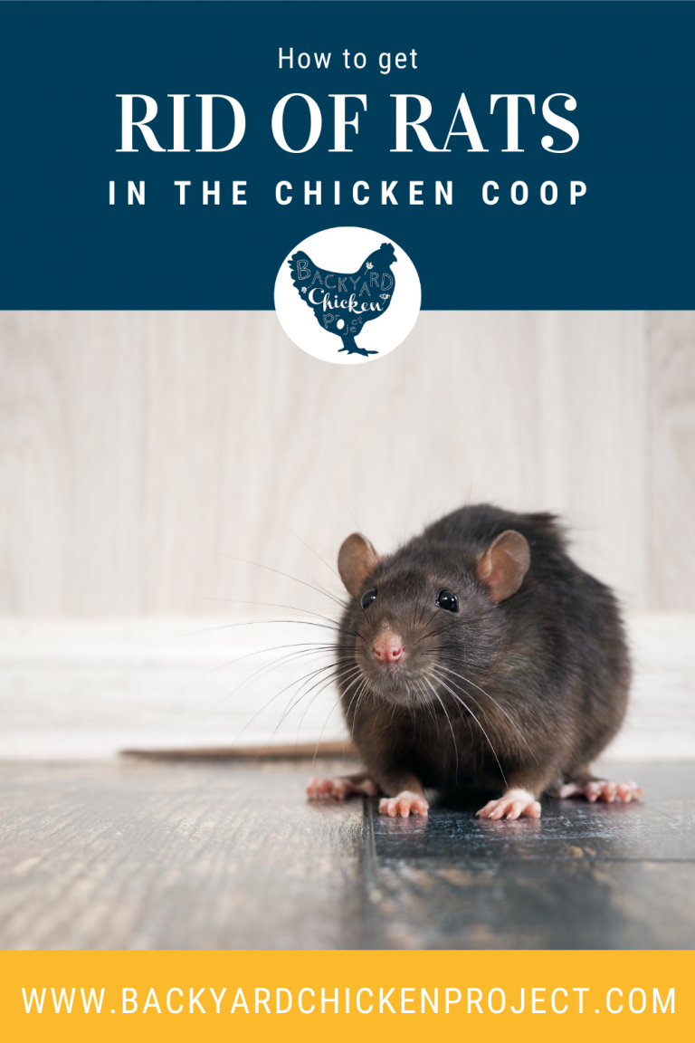 The Best Way to Get Rid of Rats in Your Chicken Coop Backyard Chicken