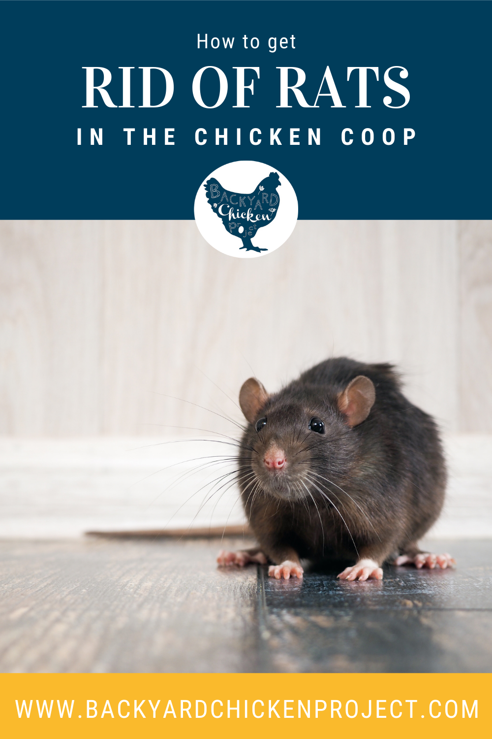 The Best Way to Get Rid of Rats in Your Chicken Coop – Backyard Chicken  Project