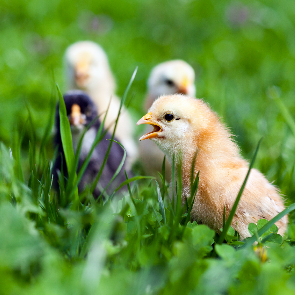 Baby chicks in the grass