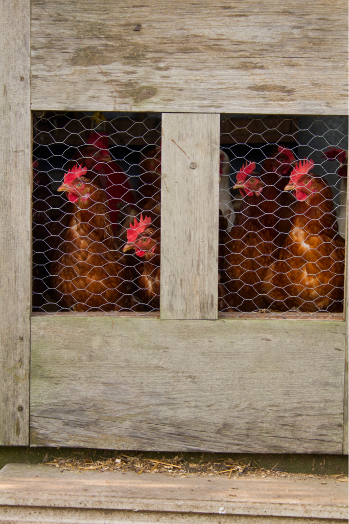 Hens behind a fenced door