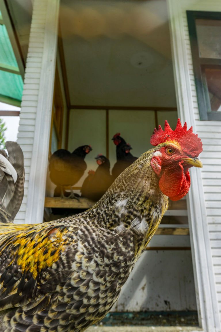 The Best Way to Get Rid of Rats in Your Chicken Coop Backyard Chicken