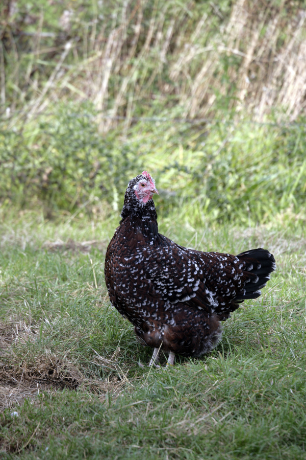 A Speckled Sussex chicken.