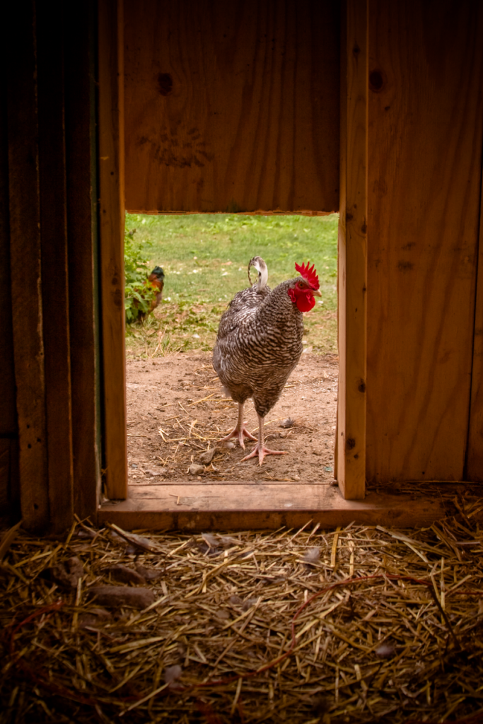 A rooster framed by the chicken coop door