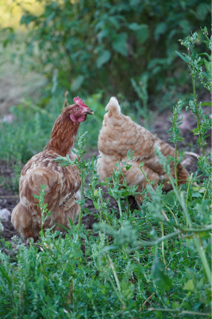Chickens free ranging in a garden