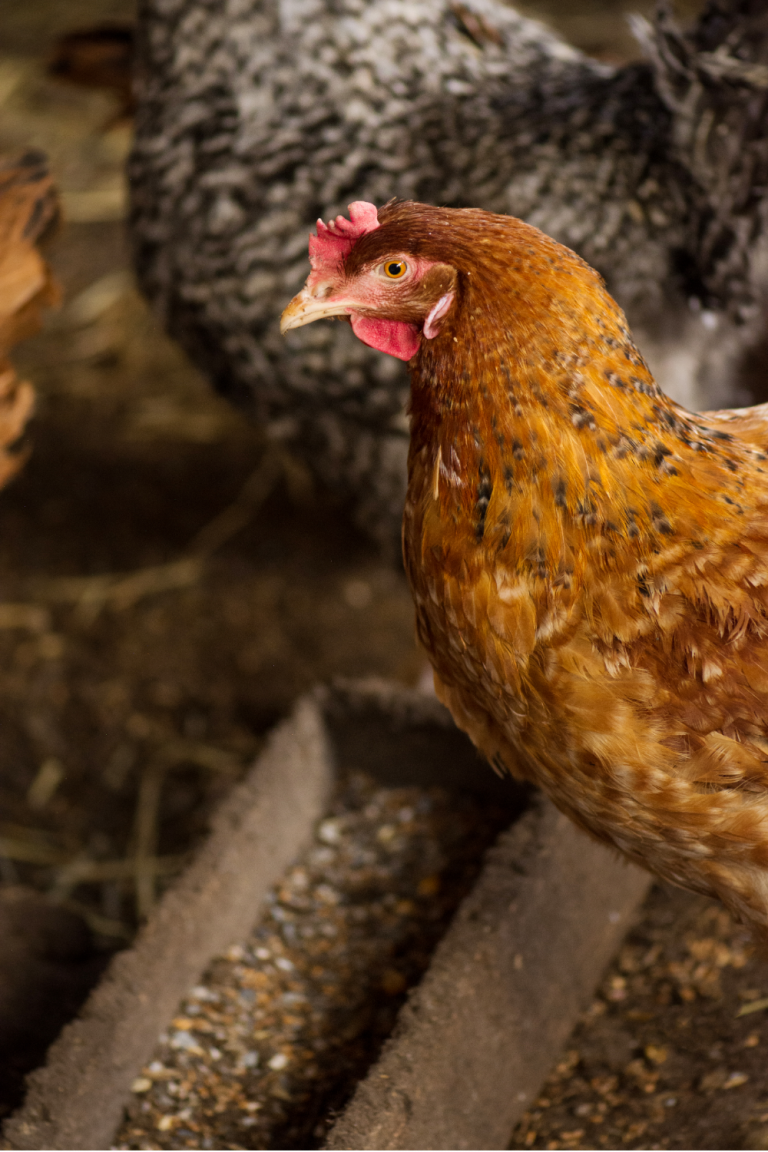 The Best Way to Get Rid of Rats in Your Chicken Coop Backyard Chicken