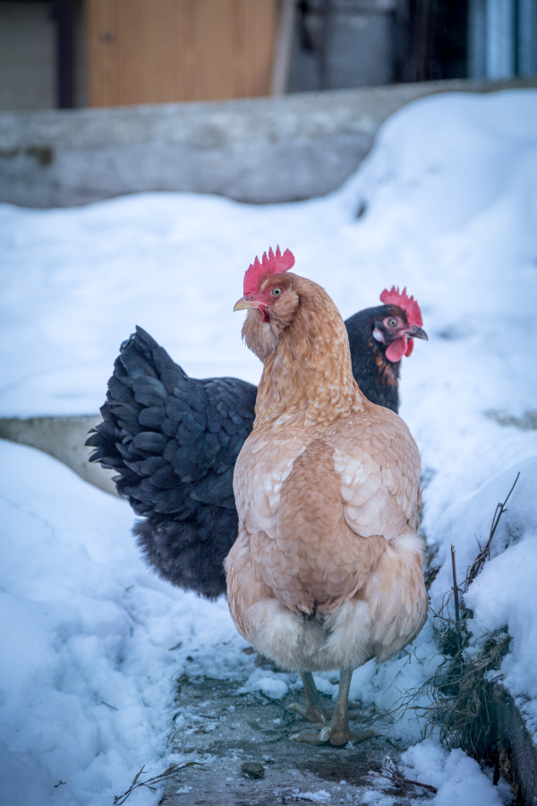 Two chickens outside in winter.