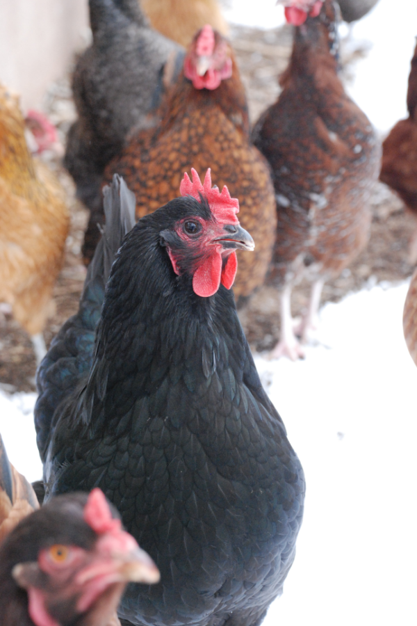 A flock of chickens outside in winter.