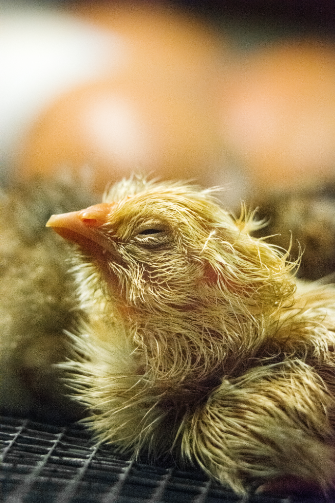 A newly hatched yellow chick