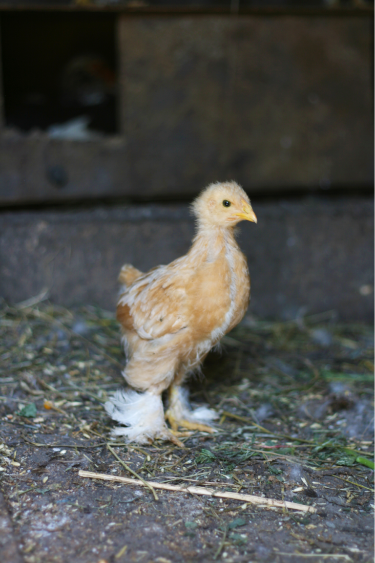 The Best Way to Get Rid of Rats in Your Chicken Coop Backyard Chicken