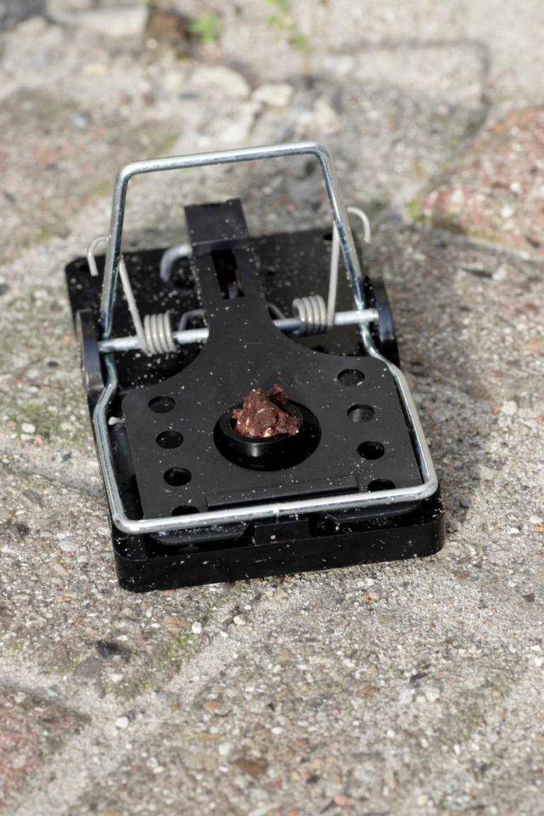 The Best Way to Get Rid of Rats in Your Chicken Coop Backyard Chicken