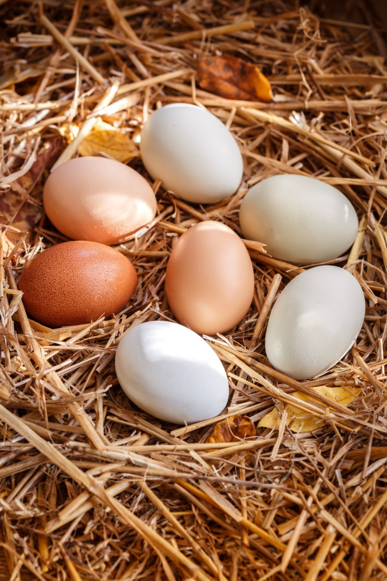 What to do with Extra Eggs 23 Ways to Use Them Up Backyard Chicken