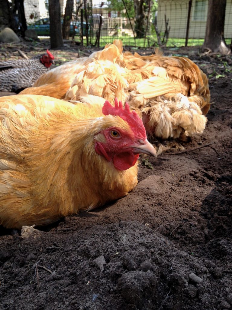 A flock of chickens dust bathing.