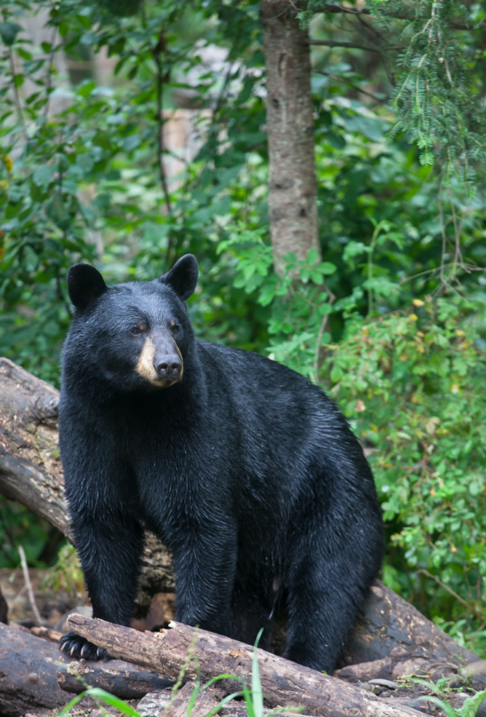 A black bear.