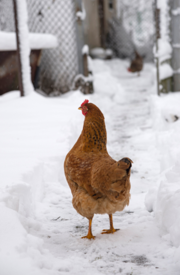 A chicken outside in the snow.