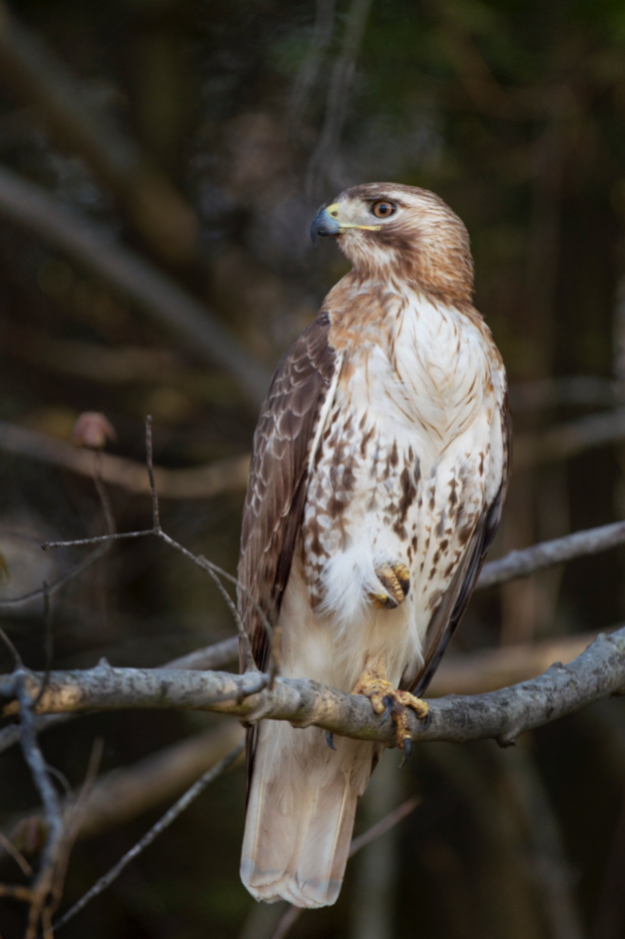 A hawk on a branch