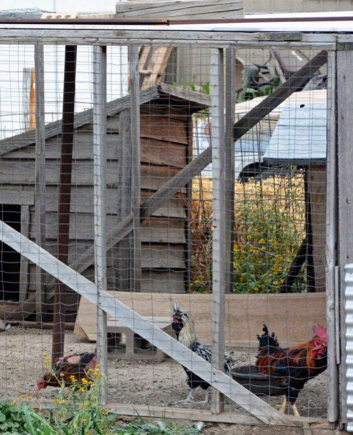 24 Features on a PredatorProof Chicken Coop Backyard Chicken Project