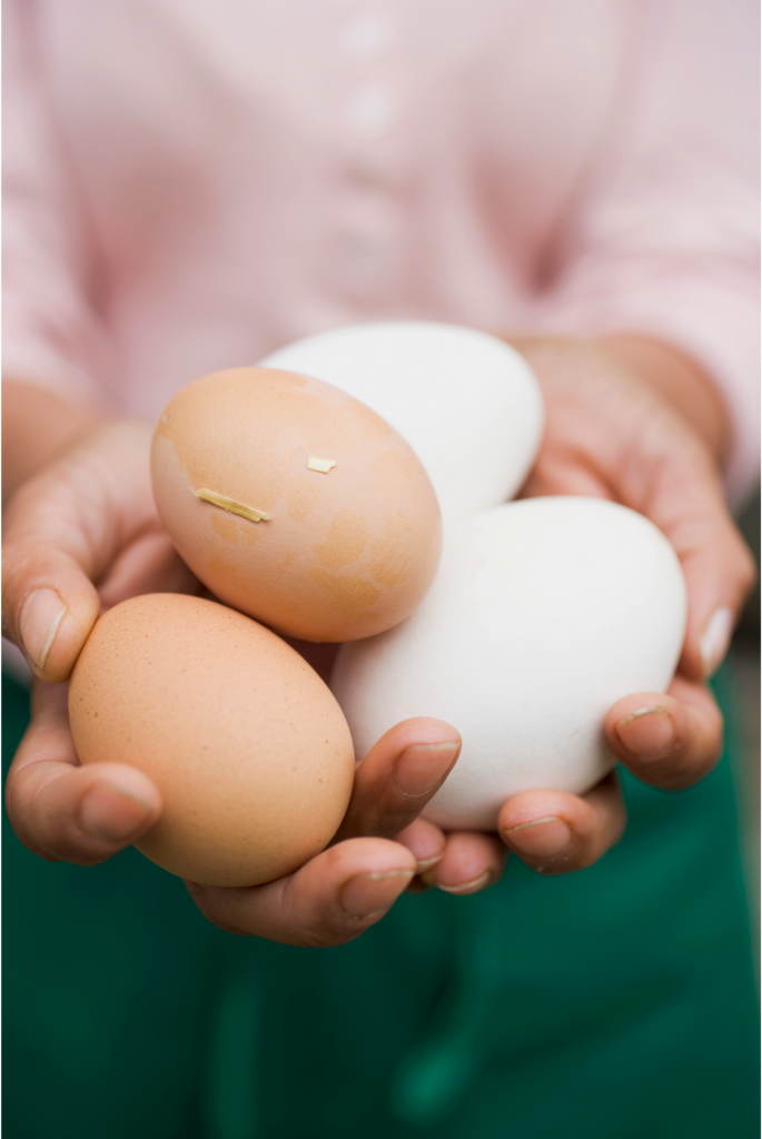 Hands holding farm eggs