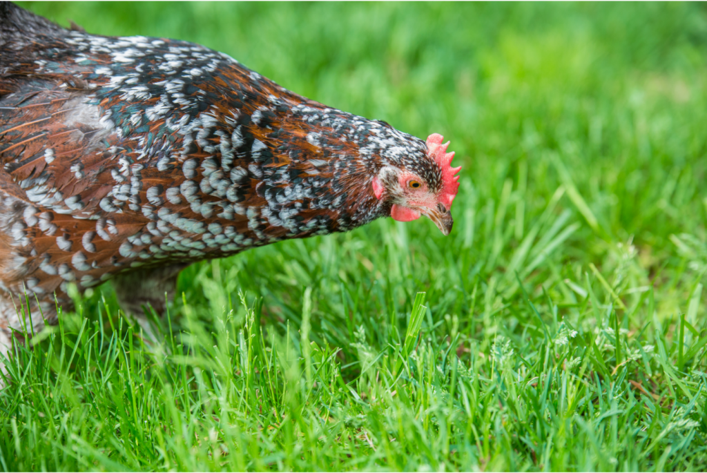A Speckled sussex chicken.