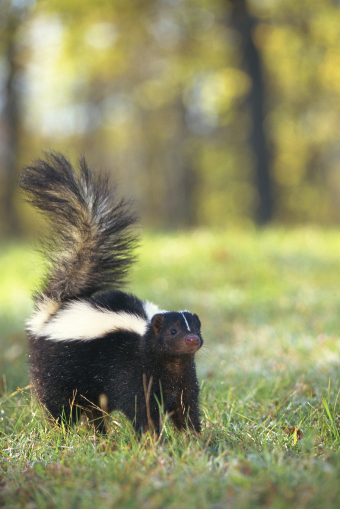 A skunk.