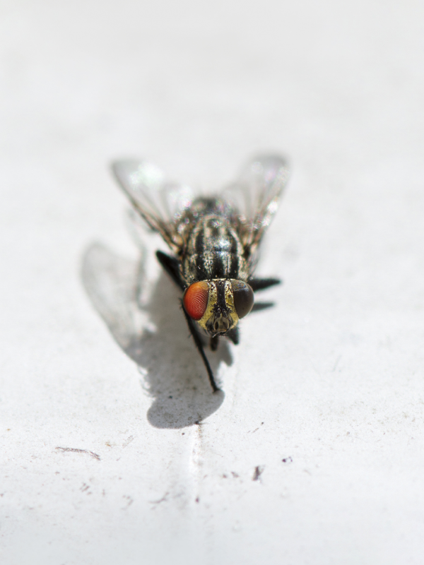 A fly. 
