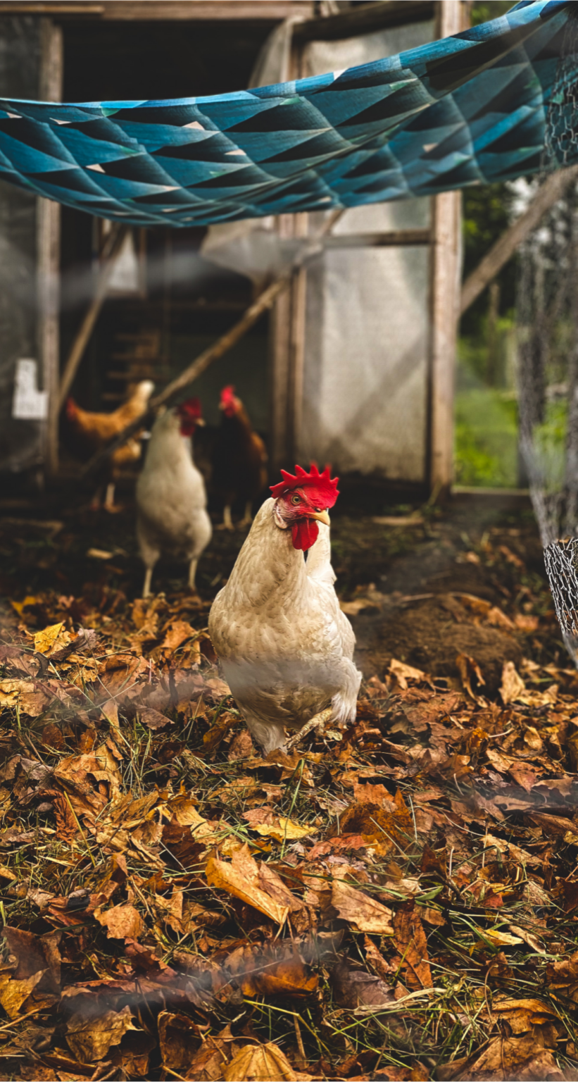 The Very Best Chicken Coop Bedding Deep Litter Method FAQ Backyard