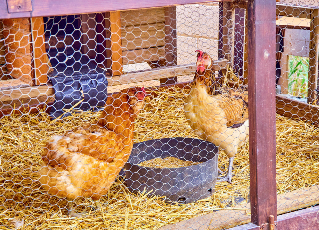 The Very Best Chicken Coop Bedding Deep Litter Method FAQ Backyard