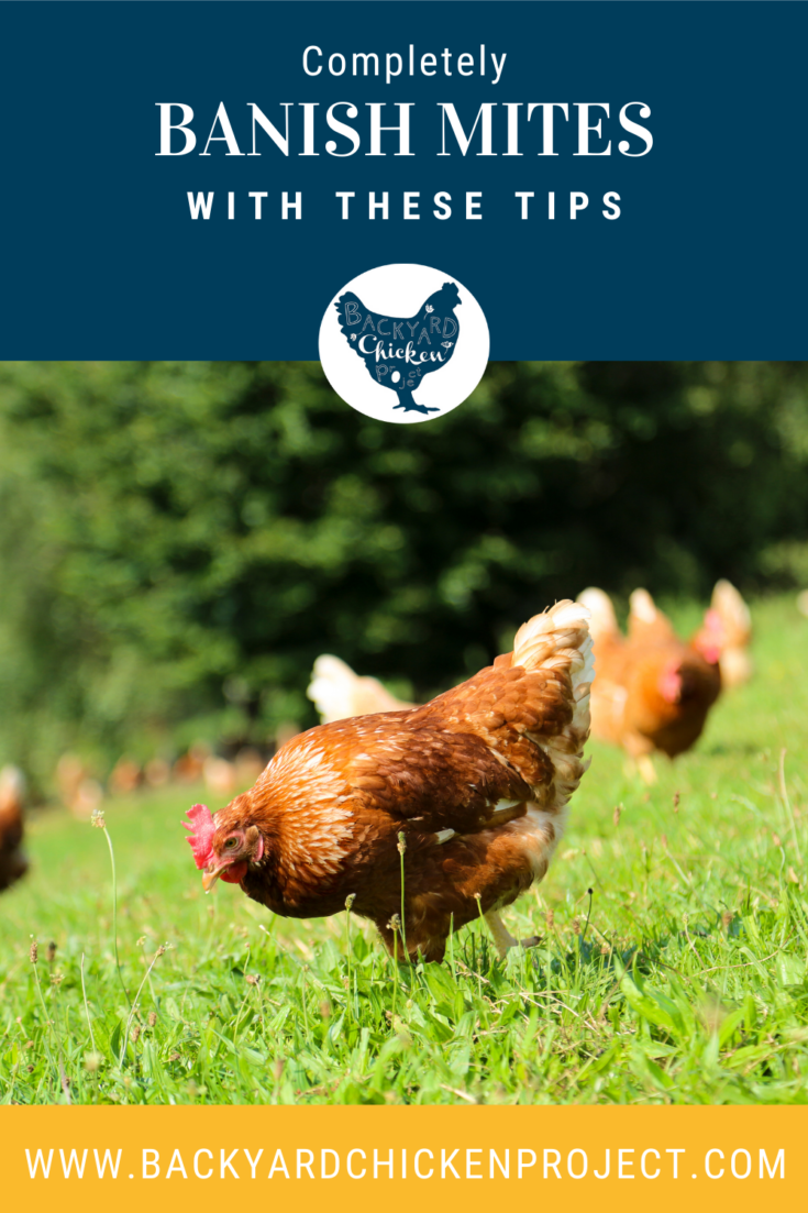 How to Banish Chicken Mites Forever Backyard Chicken Project