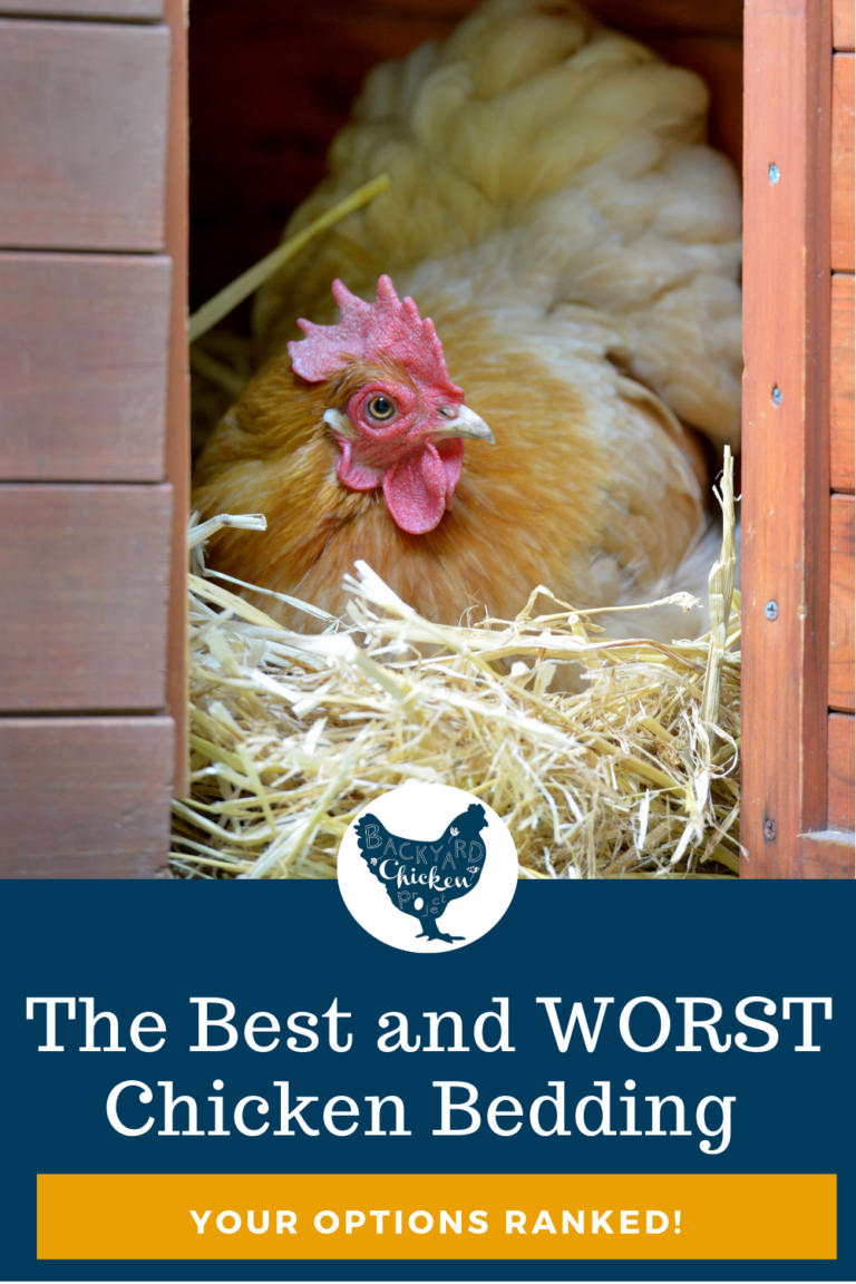 The Best (and worst!) Options for Chicken Coop Bedding Backyard