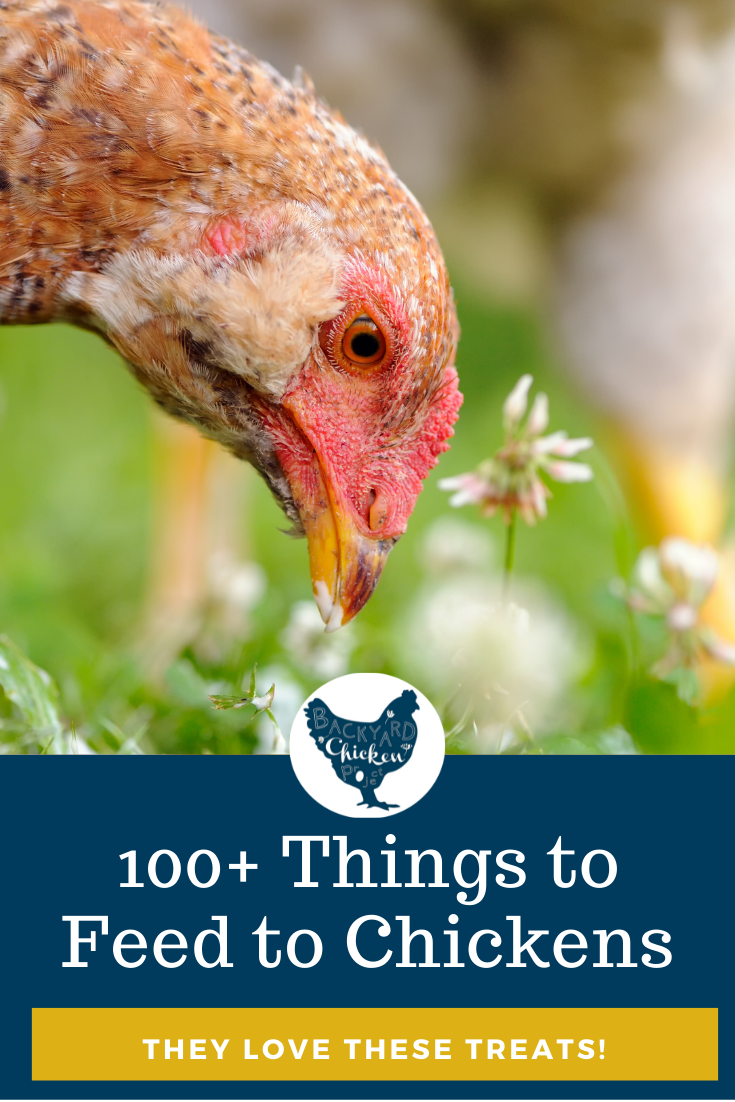 What Can Chickens Eat? 100 Favorite Chicken Foods on our List!