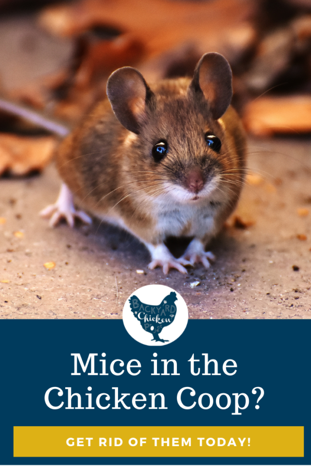 How to Get Rid of Mice in the Chicken Coop Backyard Chicken Project