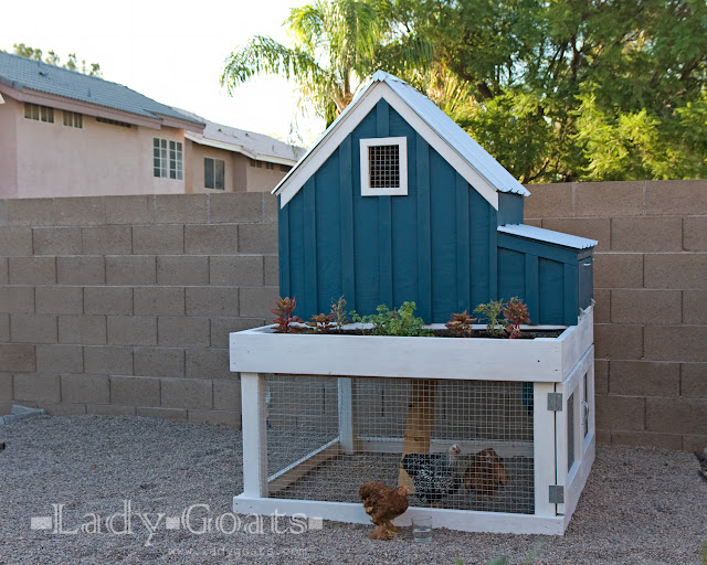 A chicken coop with an attached chicken run and garden. 