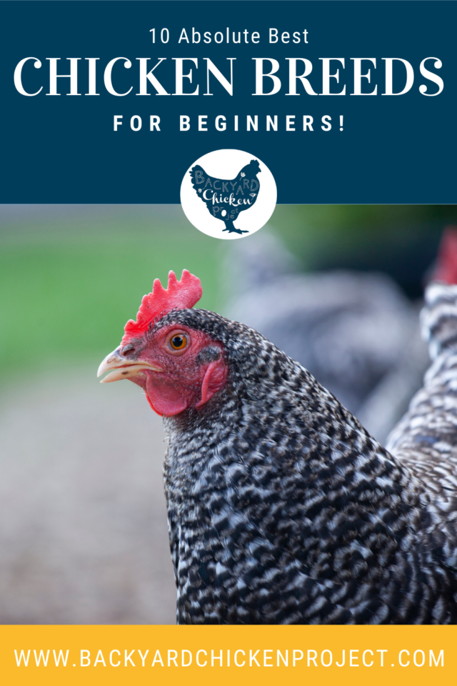 8 Best Chicken Breeds for Beginners Backyard Chicken Project