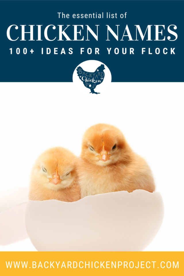The Essential List of Chicken Names Backyard Chicken Project