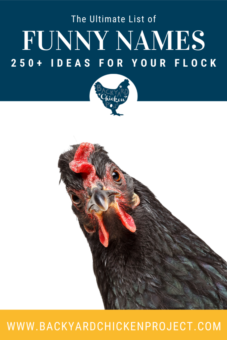 250+ of the Best Funny Chicken Names for your Flock Backyard Chicken